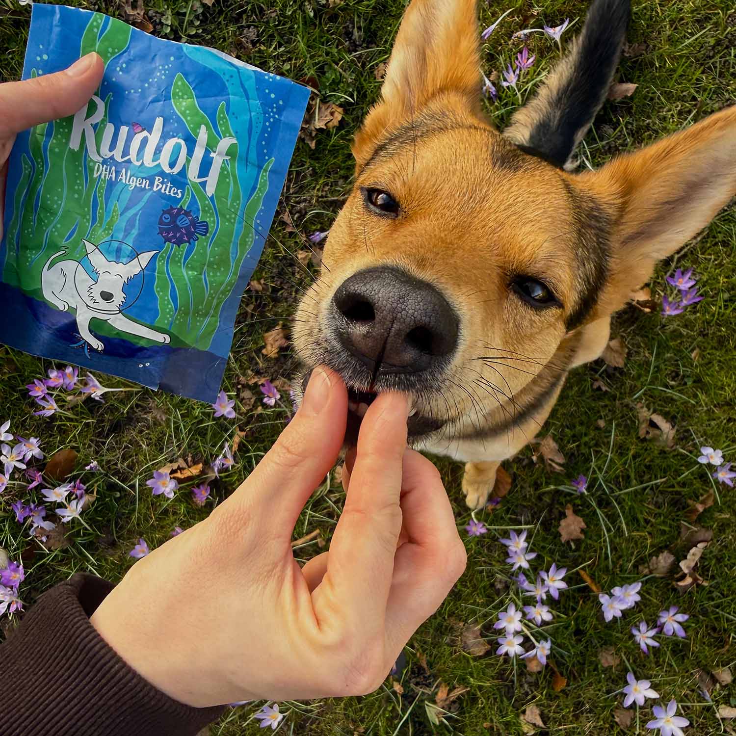 A dog enjoying Vegan4Dogs Rudolf DHA Algae Bites in the garden – the tasty way to ensure daily DHA supply.