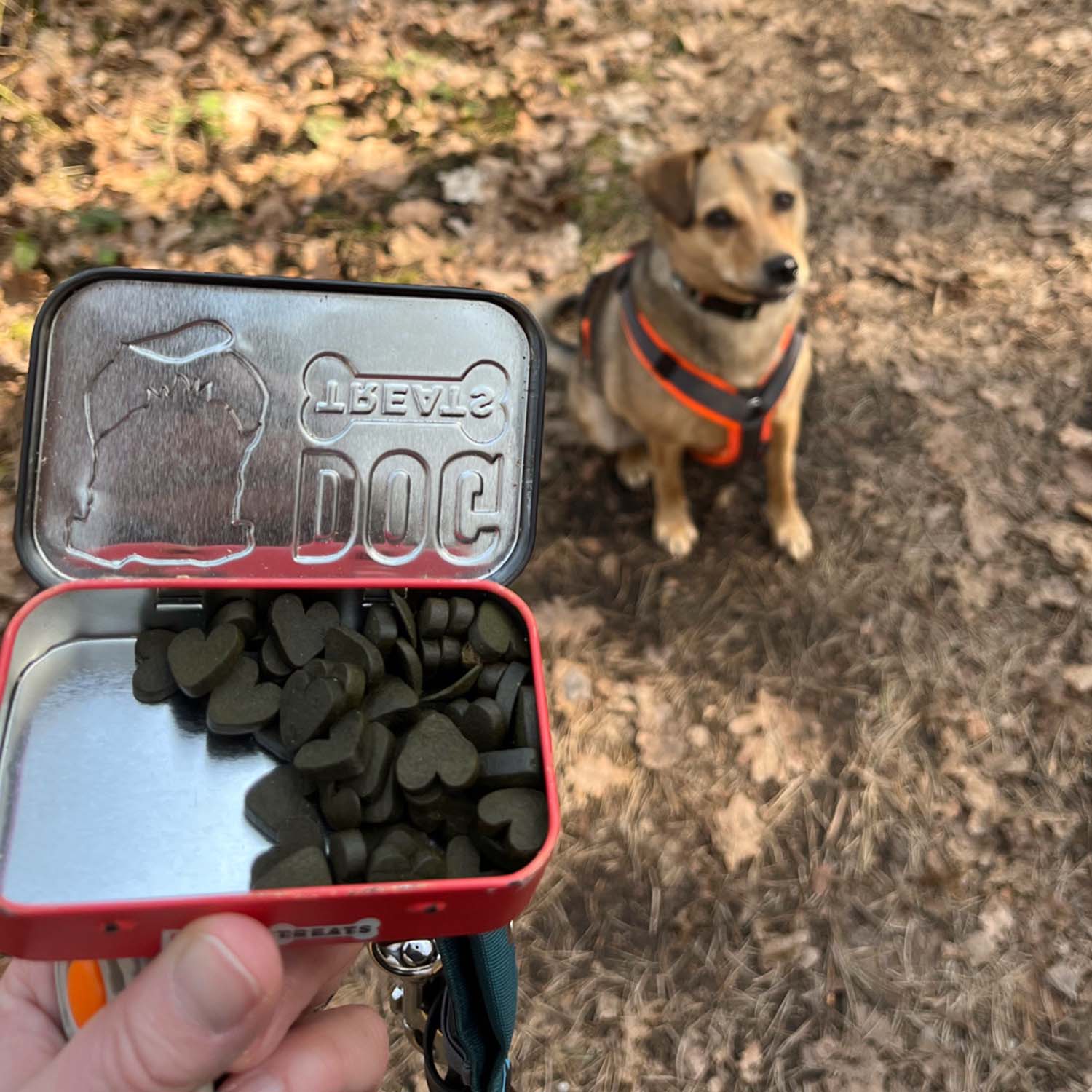 Heart-shaped Rudolf Algae Bites in a metal tin – the perfect vegan dog snack for daily DHA supply while traveling or on walks.