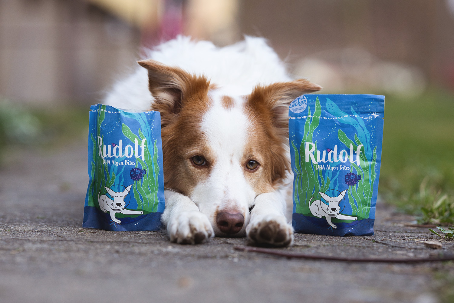 Unser neuer Hundesnack Rudolf – DHA Algen Bites