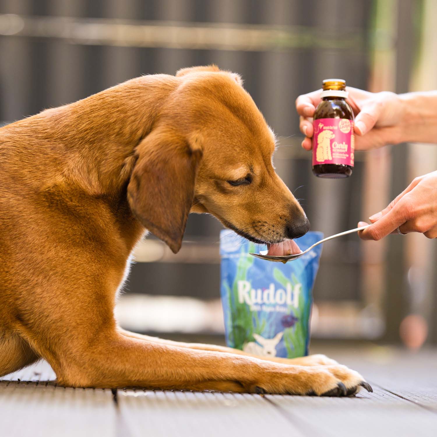 A dog enthusiastically licks Vegan4Dogs Curly Omega-3 Algae Oil right off the spoon next to a package of Rudolf DHA Algae Bites