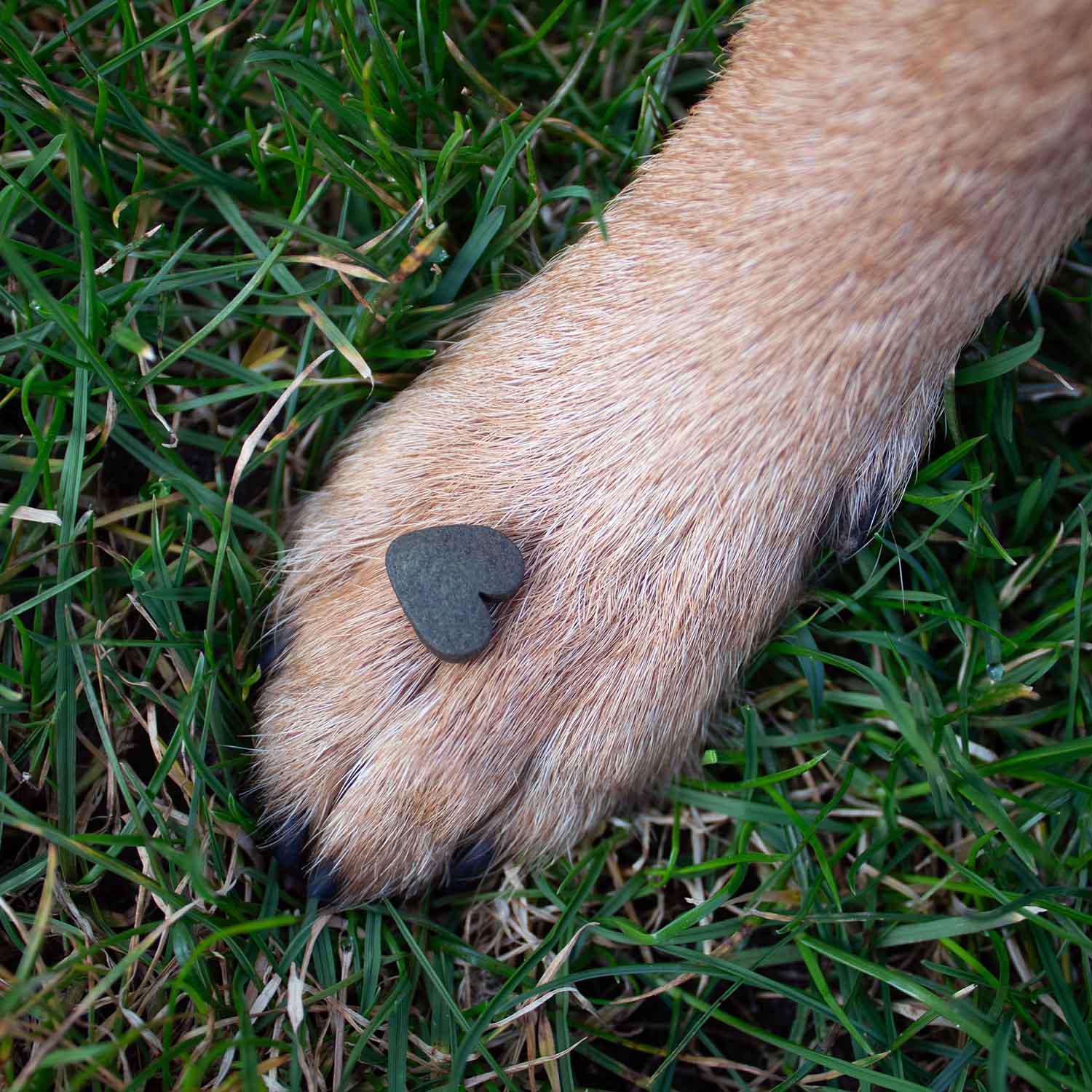A heart-shaped Rudolf algae snack on a dog's paw outdoors – the loving way to ensure daily DHA supply for dogs.