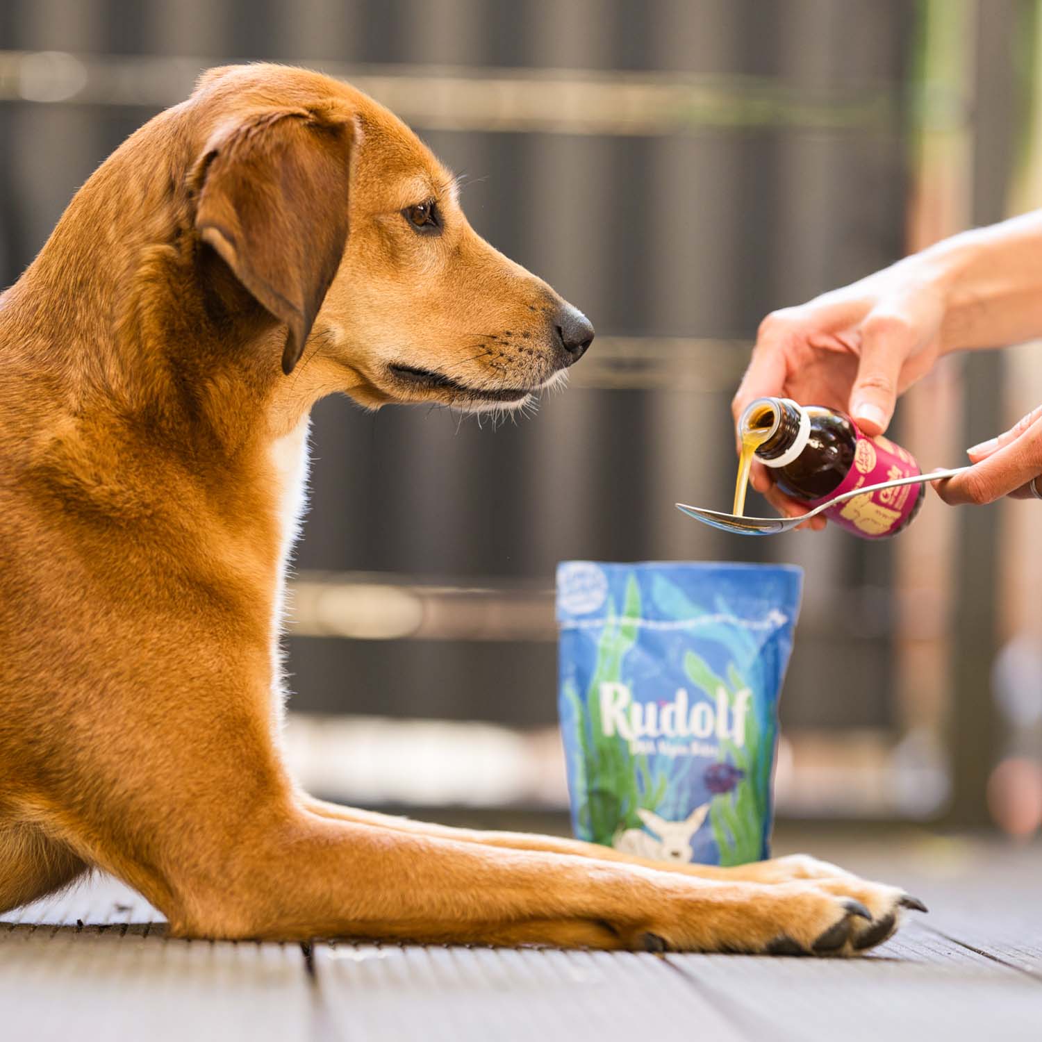 A dog waits for a spoonful of Vegan4Dogs Curly Omega-3 Algae Oil to be served next to Rudolf DHA Algae Bites
